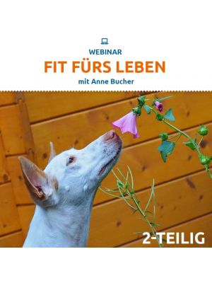 2-teiliges Webinar 