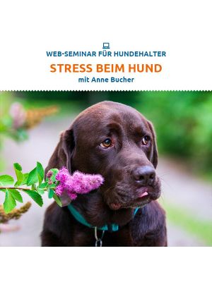 Webinar 