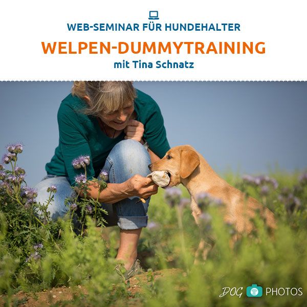 Webinar "Welpen-Dummytraining"