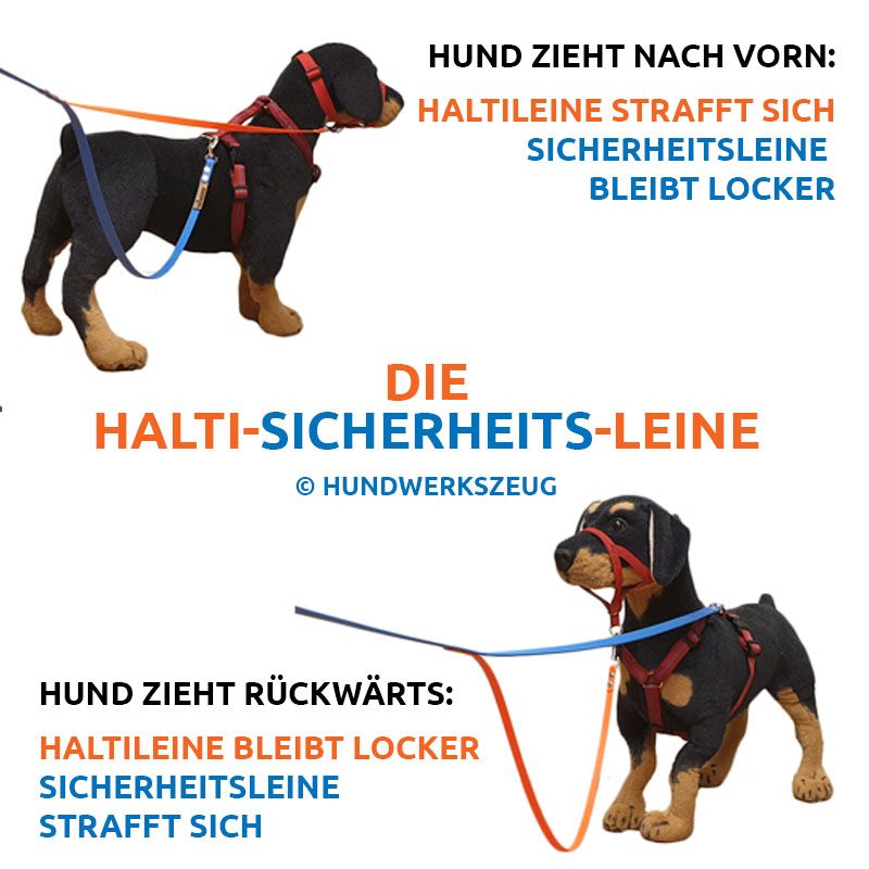 verstellbares und leicht zu bedienender Kopfhalfter ILEPARK Hundehalfter fürs Training um das Ziehen zu stoppen buntes Kopfgeschirr für Hunde 