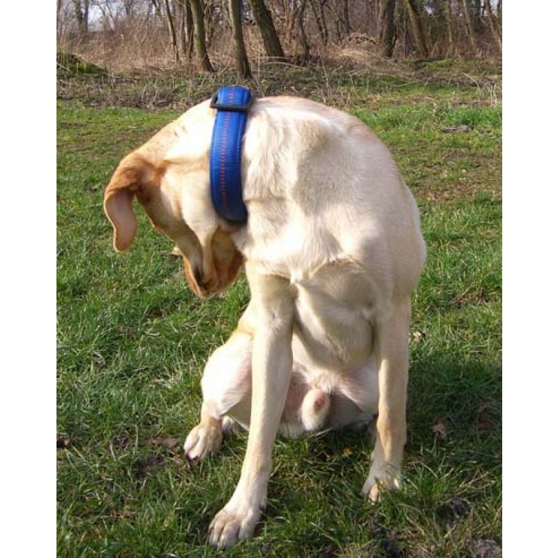 bestes hundefutter Nassfutter Freeland Duck